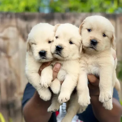 Golden Retriever lindos filhotes da raça 