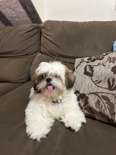 Cachorro shitszu