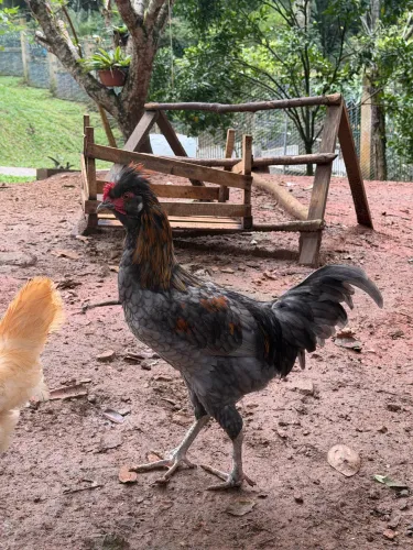 Vendo franguinhos 