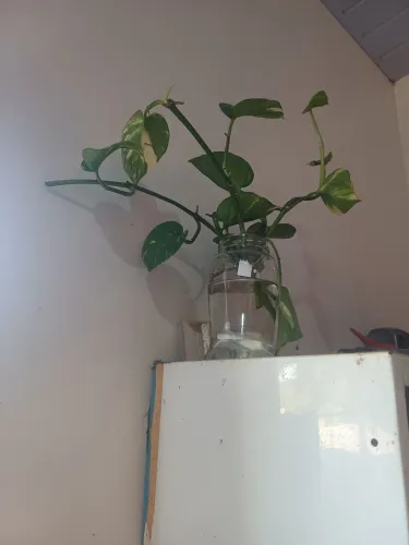 Mudas de plantas em vidro para áreas internas e sombra