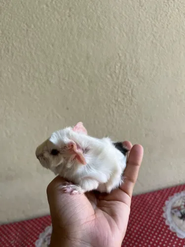 Porquinho da índia