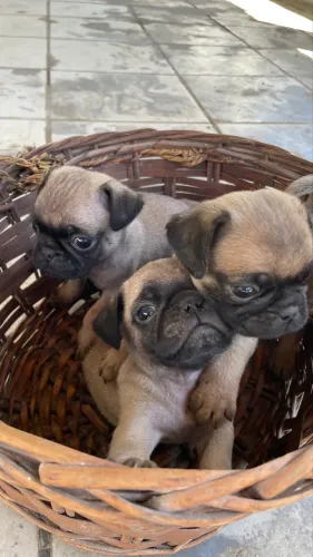 Pug