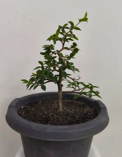 Pré-Bonsai Acerola 5 anos