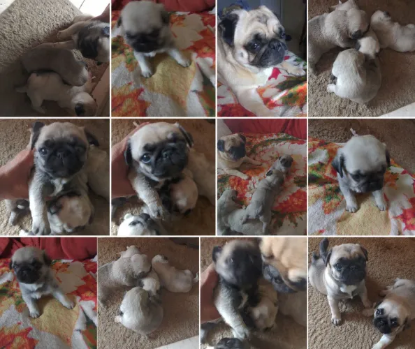 Filhotes de Pugs 03 fêmeas e 01 machinho,melhor do Estado .