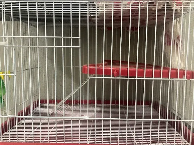 Gaiola para coelhos e porquinho da índia