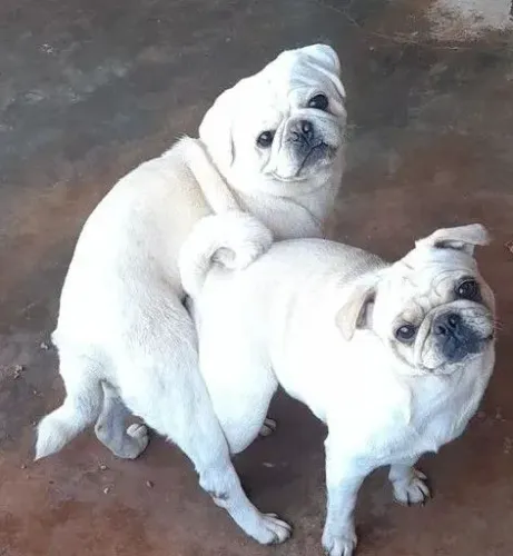 Pug macho branco pra cruza 