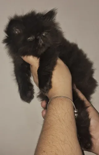 Filhotes de gato persa