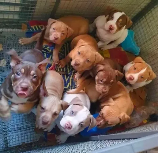 Filhotes de Pitbull