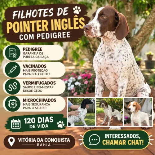 Filhotes de Pointer com Pedigree
