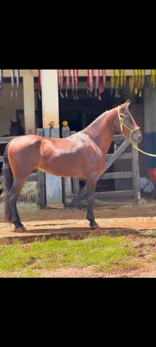 Garanhão a venda 