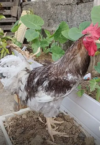 Galo e galinha GSB Puro