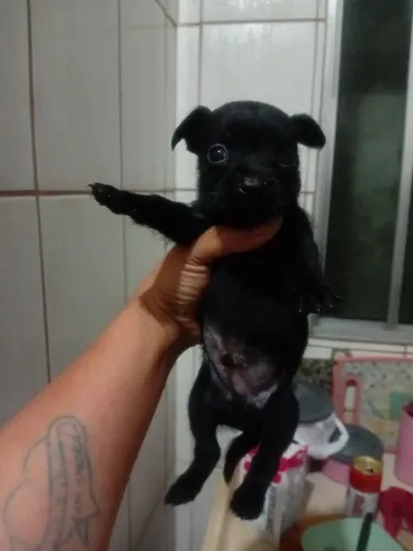 Filhotes de pinscher macho e fêmea um mês de vinda zap * para interessados