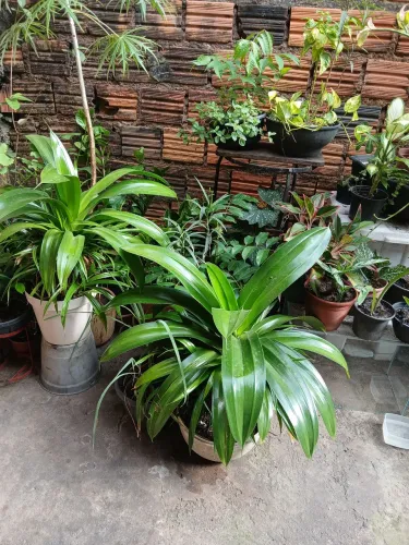 Estou vendendo minhas plantas por motivo de viagem e tenho que me desapegar muitas bonitas