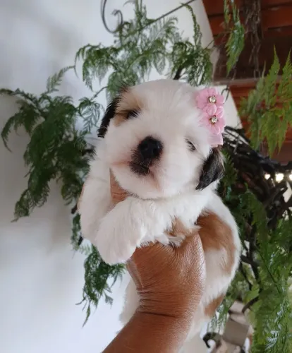 Linda lhasa apso