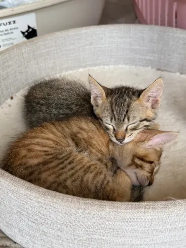Gatinhas para adoção responsável