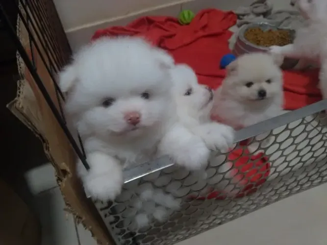 Filhotes Spitz