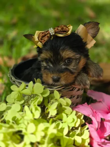 Filhote de Yorkshire