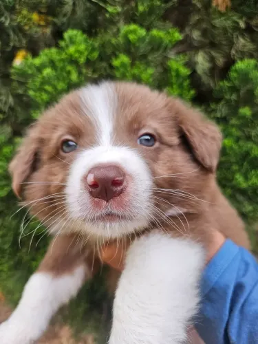 Border Collie Macho Marrom e Branco