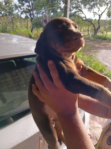 Filhotes de Doberman