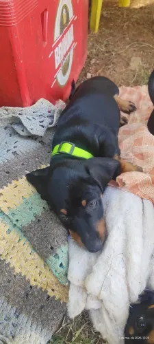 Filhotes Basset Teckel "cão salsicha" 