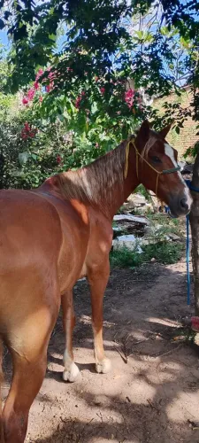 Vendo cavalo manso de boi e baixero