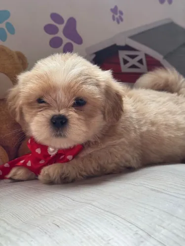 Lhasa apso com garantia 