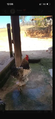 Brahma puro sangue