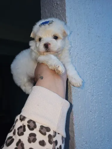 Maltês macho mini a pronta entrega 