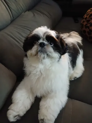 CACHORRO SHIHTZU RAÇA PURA
