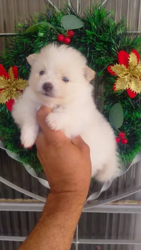 Lulu da Pomerânia 