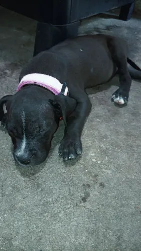 Filhote de Pitbull fêmea única