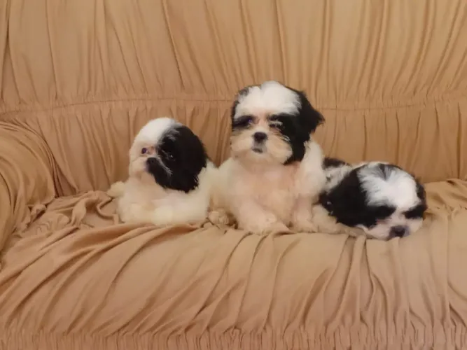 Shih Tzu
