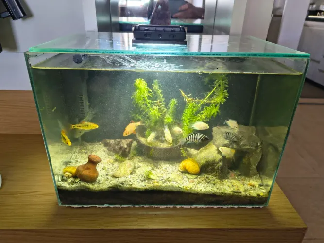 Aquário completo 22 litros