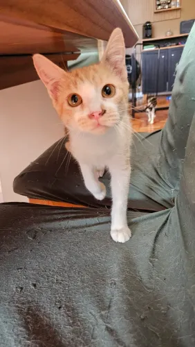 Gatinho macho castrado 3 meses