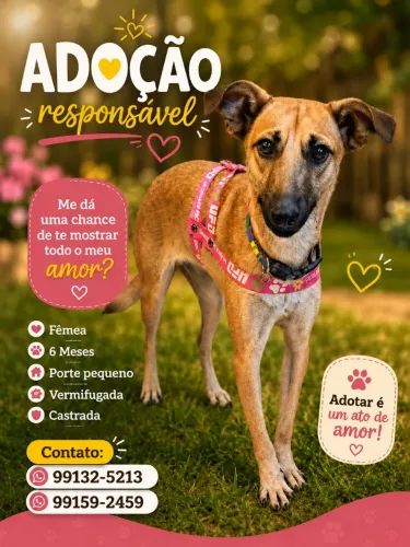 Adoção responsável 
