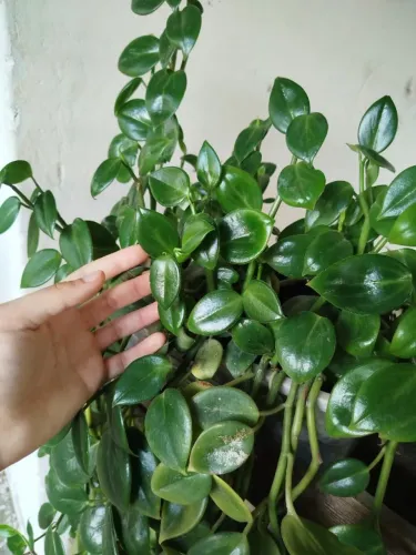 Peperômia | Planta Ornamental para Vaso e Decoração