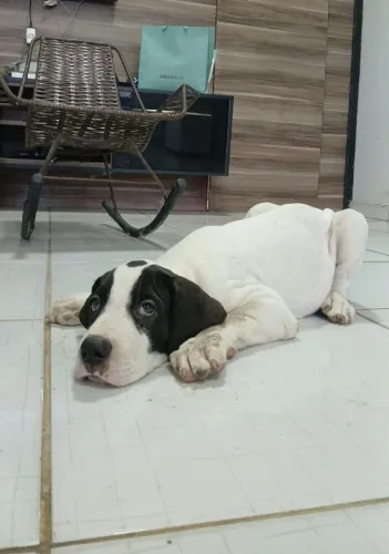 Filhotes de Dogue Alemão