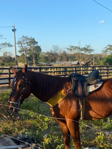 Cavalo de direita