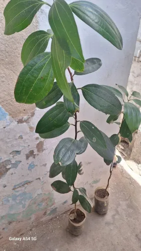 Pe de Canela