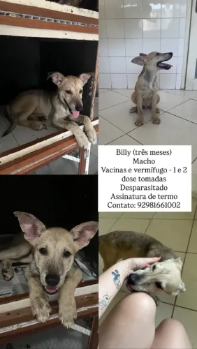 Adoção Responsável (somente pessoas interessadas)