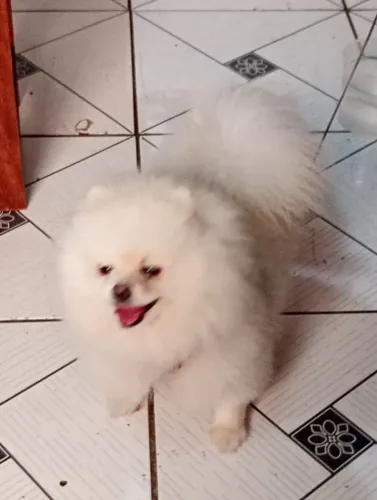 Spitz alemão macho pra cruzar