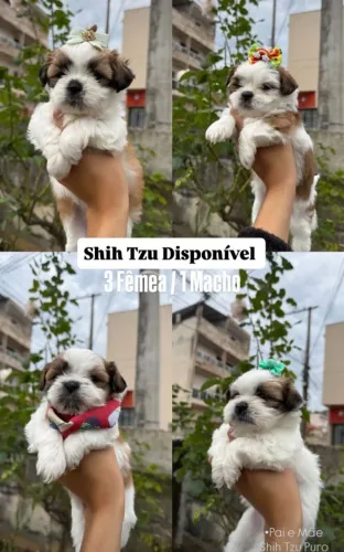 Filhote de Shitzu  **Analiso propostas**
