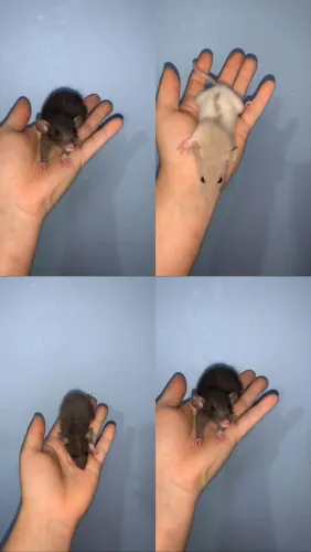 Rato twister