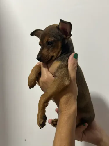 PINSCHER MACHO NÚMERO 1