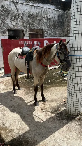 Porda pra vender