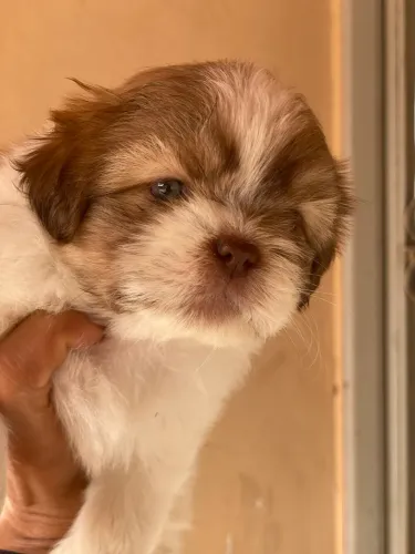 Lindo macho branco com fígado disponível 