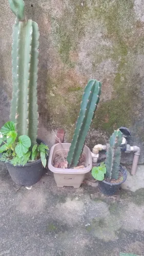 Vendo plantas
