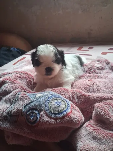 Vende se filhote lhasa apso macho disponível