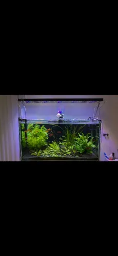 AQUARIO AMAZONICO COMPLETO 200 LITROS!!