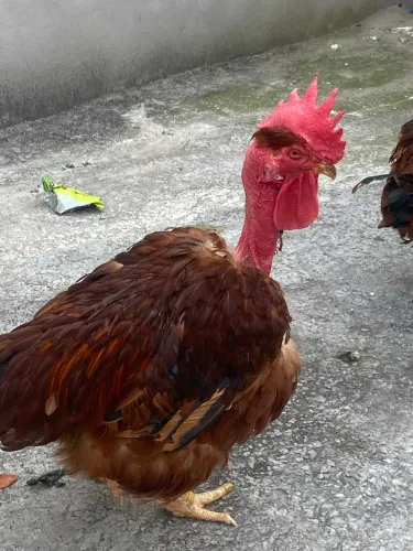 Galo de raça pescoço pelado